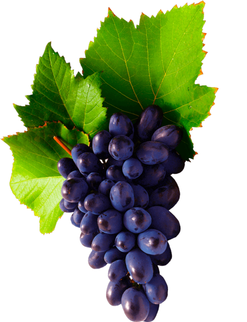 grapes